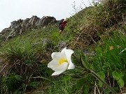 24 Anemone alpino (Pulasatilla alpina)